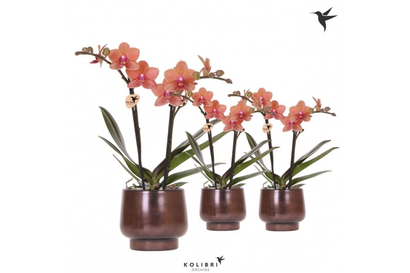 Phalaenopsis multiflora oranje Kolibri Orchids Phalaenopsis orange 2sp 
