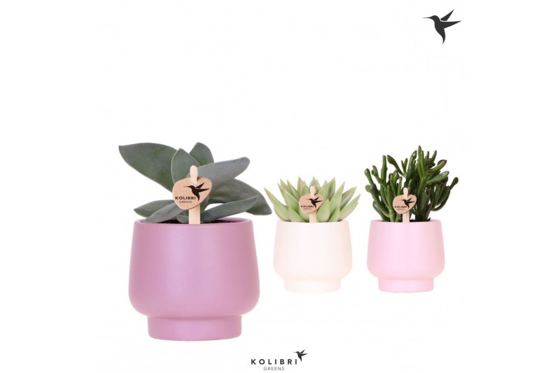Succulenten mix Kolibri Greens Succulenten mix in Scandic pot pink mix 