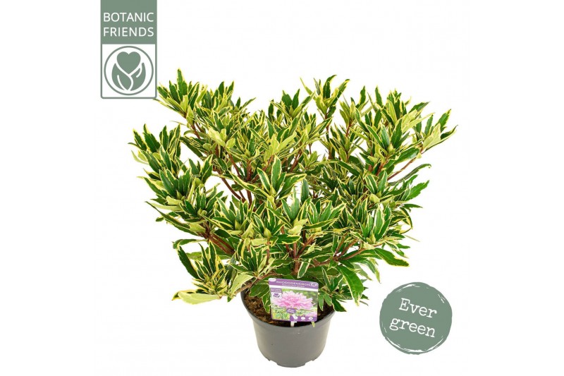 Rhododendron Rhododendron Ponticum variegatum 