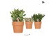 Succulenten mix Kolibri Greens Succulenten mix in Terracotta pot1 pp 