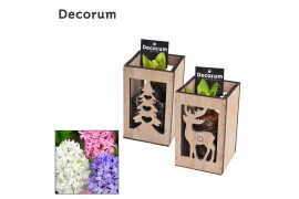 Arrangementen hyacinthus Hyacint Woodcarving HL16730 [PURE] 1 pp 30 bl