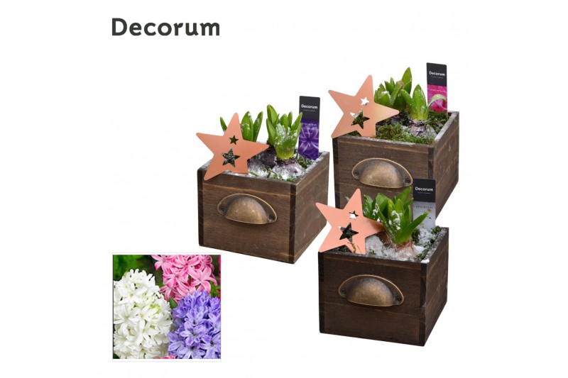 Arrangementen hyacinthus Hyacint Wooden Drawer HL10752 [PURE] 3 pp 75  