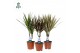 Dracaena marg. mix Dracaena Marginata mix p12 (Air so Pure) 1 pp 