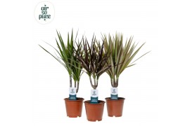 Dracaena marg. mix Dracaena Marginata mix p12 (Air so Pure) 1 pp