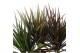 Dracaena marg. mix Dracaena Marginata mix p12 (Air so Pure) 1 pp 