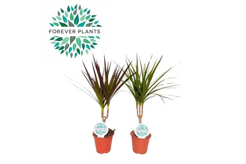 Dracaena marg. mix Dracaena Marginata mix p12 1 pp 