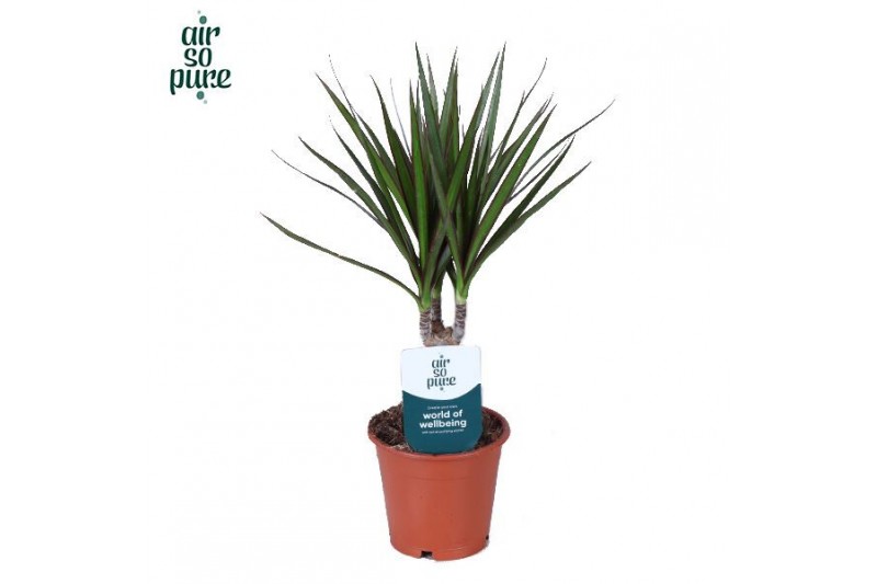 Dracaena marginata Dracaena Marginata p12 (Air So Pure) 1 pp 