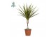 Dracaena marginata Dracaena Marginata p14 (Air so Pure) 1 pp 