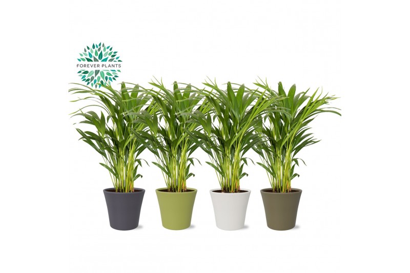 Dypsis lutescens Areca Dypsis lutescens p14 in COCO Keramiek 15 pp 