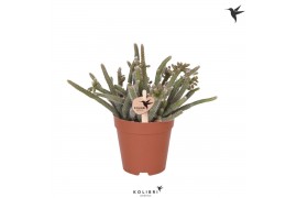 Rhipsalis baccifera subsp. horrida Kolibri Greens Rhipsalis Baccifera 