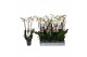 Phalaenopsis anthura madrid Phalaenopsis White, 3-spike 22+bl.  tak/pl 