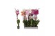 Phalaenopsis mix Phalaenopsis 6 color mix, 2-spike 18+18 bl. 2 tak/pln 