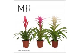 Bromelia mix Bromelia Charming - 12cm | Mimesis