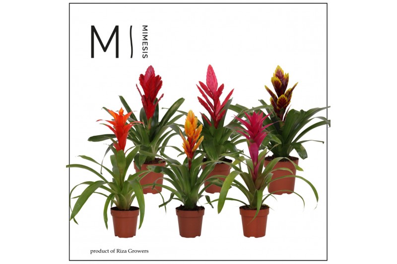 Bromelia mix Bromelia Classic - 12cm | Mimesis 