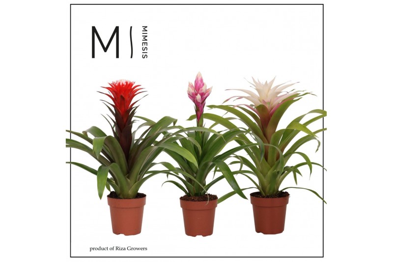 Bromelia mix Bromelia Royal Cupcake - 12cm 