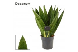 Sansevieria zeylanica Sansevieria Zeylanica Fan 12 cm (Decorum)