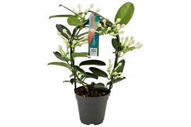 Stephanotis floribunda Stephanotis boog 5-6 tros p1256 per plant