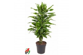 Dracaena fragr. golden coast Dracaena Gold Coast vertakt P24pp