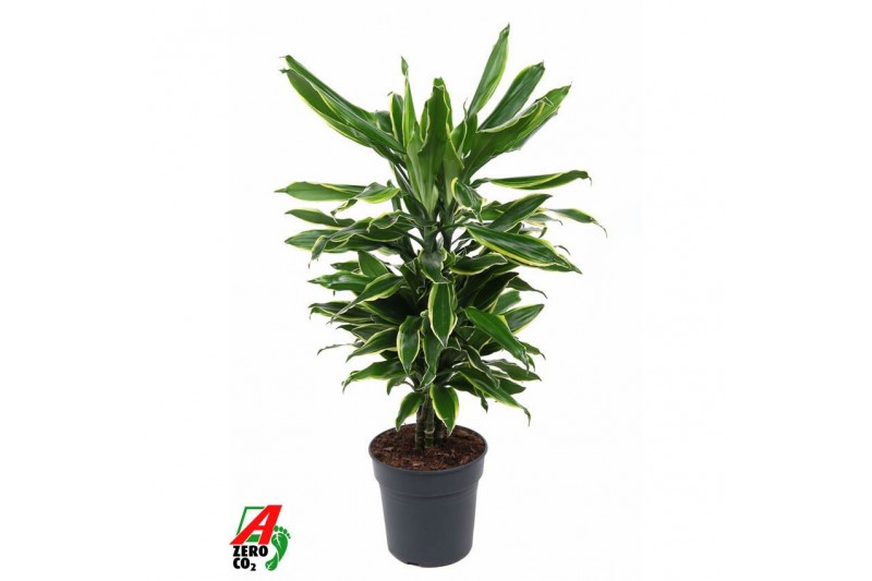 Dracaena fragr. golden coast Dracaena Gold Coast vertakt P21pp 