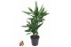 Dracaena frag. der. janet lind Dracaena Janet Lind 30-102 pp 
