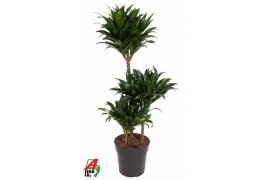 Dracaena fragr. compacta Dracaena Compacta 60-30-15pp