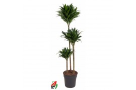Dracaena fragr. compacta Dracaena Compacta 90-60-30pp