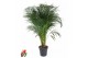 Dypsis lutescens Dypsis Lutescens(Areca) P2715 pp 