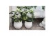 Stephanotis floribunda Stephanotis boog 3-4 tros p1234 per plant 