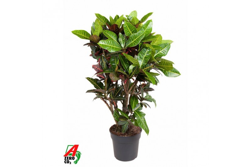 Codiaeum variegatum petra Codiaeum Petra vertakt P31-140pp 