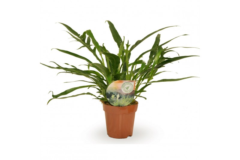 Aglaomorpha coronans Aglaomorpha Jim 