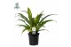 Asplenium antiquum Asplenium antiquum - Air So Pure 