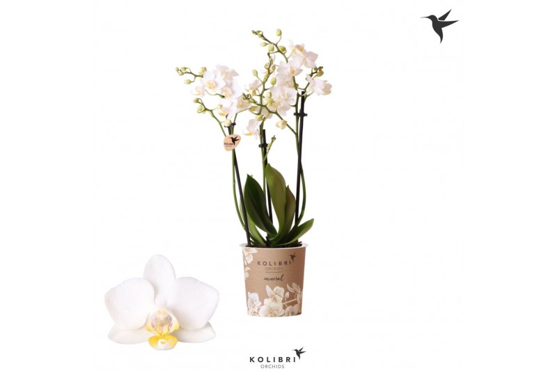 Phalaenopsis sogo popcorn Kolibri Orchids Phalaenopsis Samoa 3 spike24 