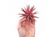 Tillandsia Tillandsia ionantha rood large1 bl. 