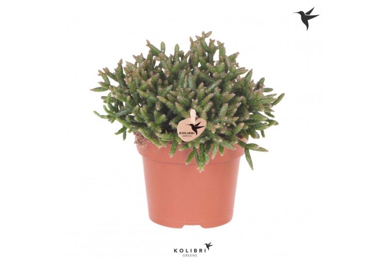 Rhipsalis burchellii Kolibri Greens Rhipsalis Burchelli1 pp 