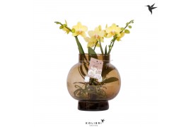 Phalaenopsis geel Kolibri Orchids Phalaenopsis Roots yellow in glas bo