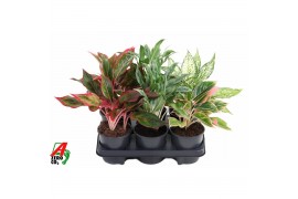 Aglaonema mix Mix aglaonema1 pp