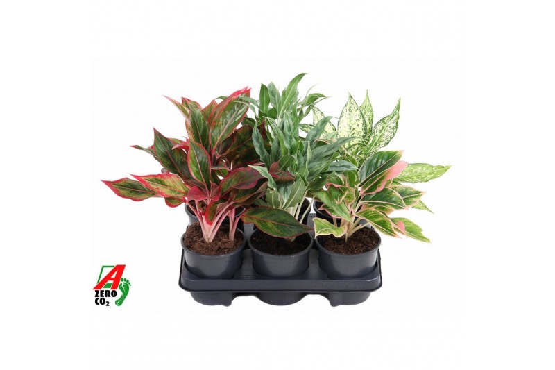 Aglaonema mix Mix aglaonema1 pp 