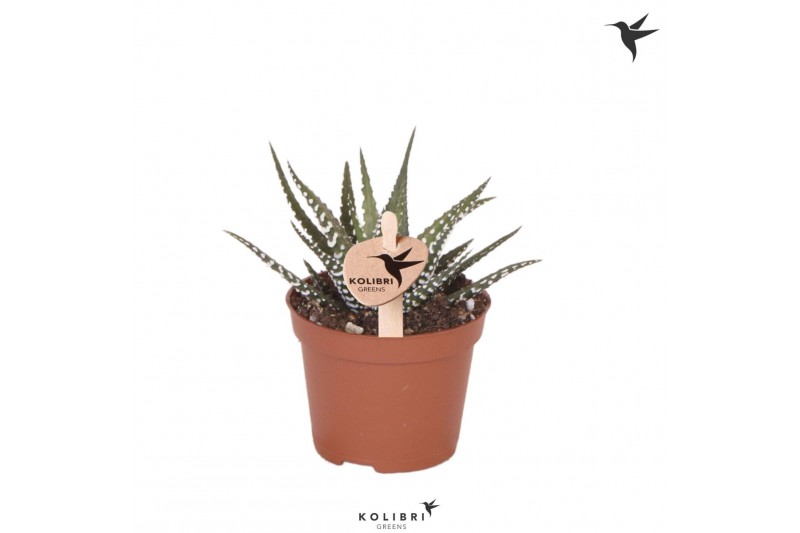 Haworthia fasciata big band Kolibri Greens Succulenten Haworthia Big B 