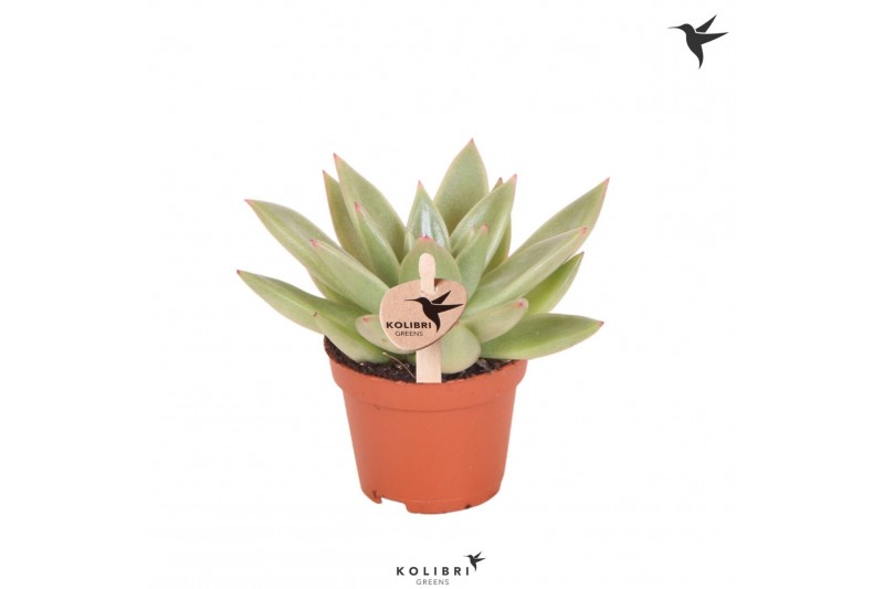 Echeveria miranda Kolibri Greens Succulenten Echeveria Miranda1 pp 