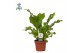 Asplenium nidus Asplenium nidus - Air So Pure 