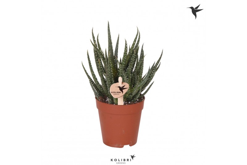 Aloe Kolibri Greens Succulenten Aloë Delaine1 pp 
