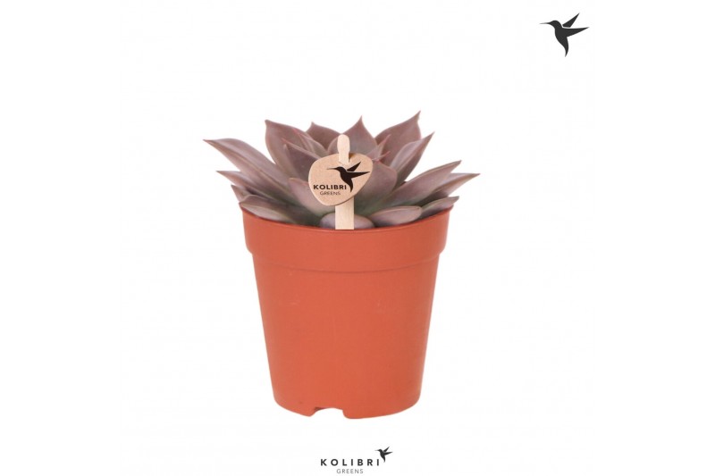 Echeveria agavoides Kolibri Greens Succulenten Echeveria Seginus1 pp 