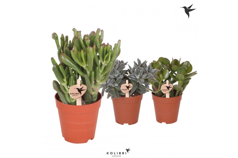 Crassula mix Kolibri Greens Succulenten Crassula mix1 pp 