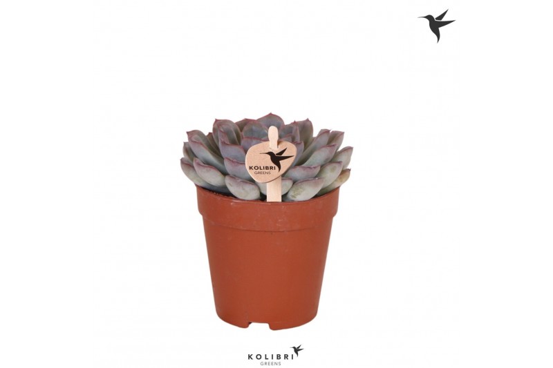 Echeveria Kolibri Greens Succulenten Echeveria Mystery1 pp 