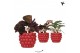 Calathea mix Kolibri Greens Calathea mix in Berry pot1 pp 