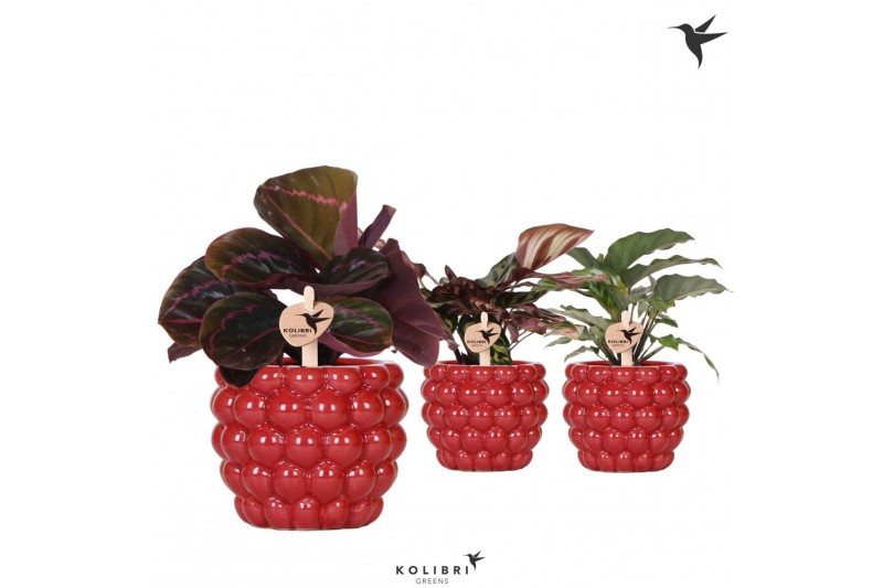 Calathea mix Kolibri Greens Calathea mix in Berry pot1 pp 