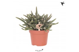 Rhipsalis baccifera subsp. horrida Kolibri Greens Rhipsalis Baccifera 