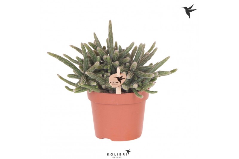 Rhipsalis baccifera subsp. horrida Kolibri Greens Rhipsalis Baccifera  