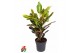 Codiaeum variegatum excellent Codiaeum Excellent 1PP P19pp 
