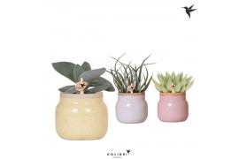 Succulenten mix Kolibri Greens Succulenten mix in Vintage Bowl pot mix